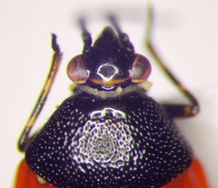 Deraeocoris