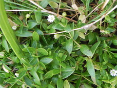Stellaria humifusa
