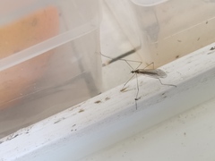 Limoniidae