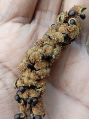 Mallotus tetracoccus