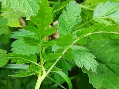 Chaerophyllum aureum