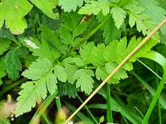 Chaerophyllum aureum