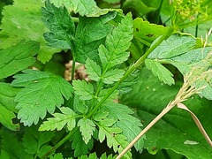 Chaerophyllum aureum