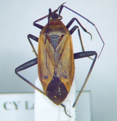 Calocoris
