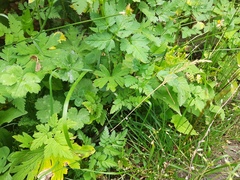 Chaerophyllum aureum