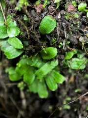 Targionia hypophylla