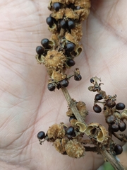 Mallotus tetracoccus