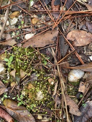 Funaria hygrometrica