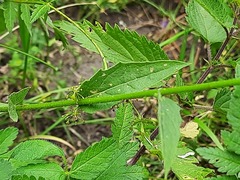 Hesperis matronalis