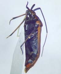Calocoris