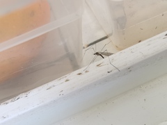 Limoniidae