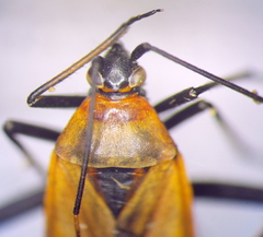 Calocoris