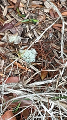 Cladonia evansii