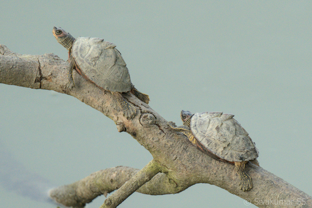 Indian Roofed Turtle
