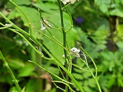 Hesperis matronalis
