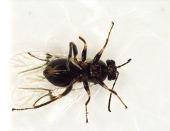 Atrusca unica