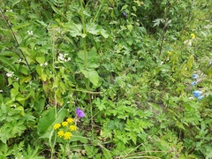 Hesperis matronalis