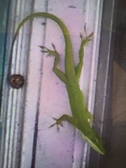 Anolis carolinensis