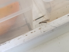 Limoniidae