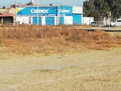 Charadrius vociferus