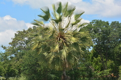 Copernicia prunifera