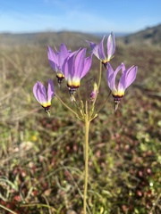 Dodecatheon