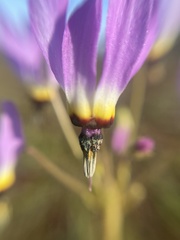 Dodecatheon