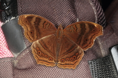 Junonia gregorii