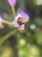Dodecatheon