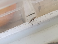 Limoniidae