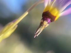 Dodecatheon