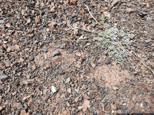 Astragalus brachybotrys