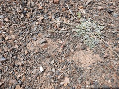 Astragalus brachybotrys