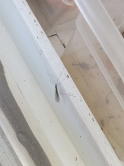 Limoniidae