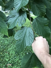 Morus rubra