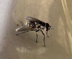 Stomoxys calcitrans