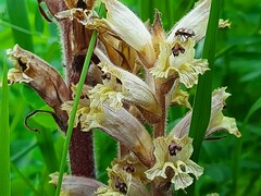 Orobanche laxissima