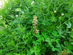 Orobanche laxissima