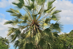 Copernicia prunifera