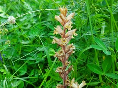 Orobanche laxissima