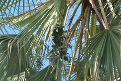 Copernicia prunifera