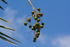 Copernicia prunifera