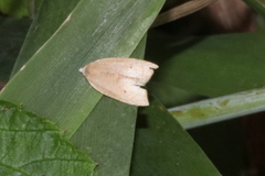 Coelostathma discopunctana