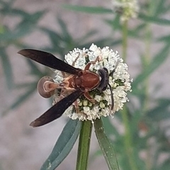 Polybia sericea
