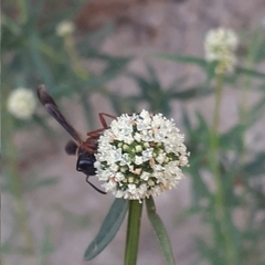 Polybia sericea