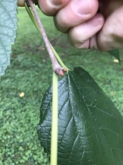 Morus rubra