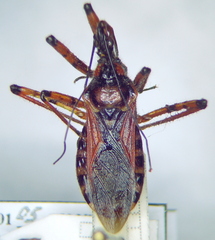 Rhynocoris iracundus