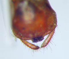 Rhynocoris iracundus