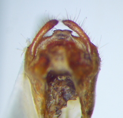 Rhynocoris iracundus