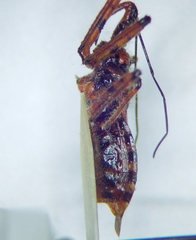 Rhynocoris iracundus